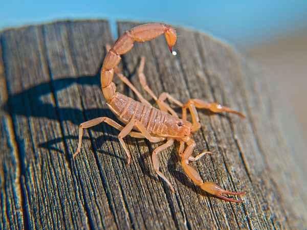 Scorpions Arizona