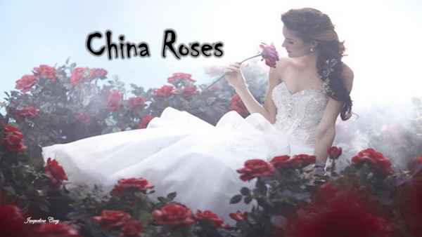 Enya China Roses