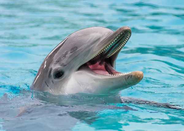 Звери Дельфины