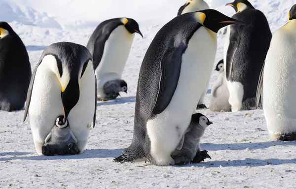 Звери Пингвины